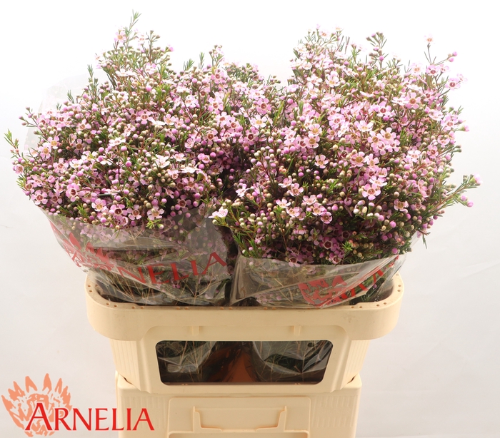 <h4>Chamelaucium Alouana</h4>