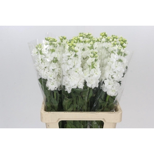 Matthiola Iron White