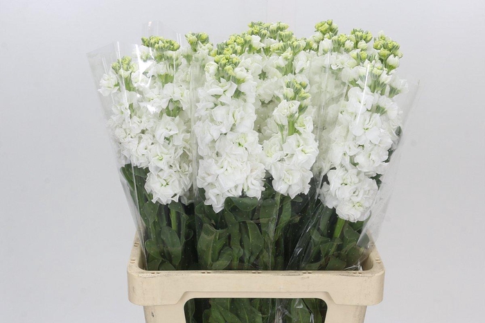 <h4>Matthiola Iron White</h4>