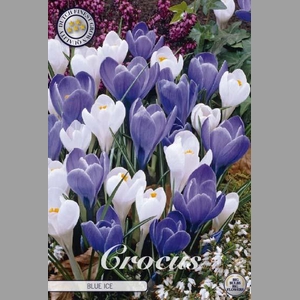 Crocus Vernus Blue Ice X10