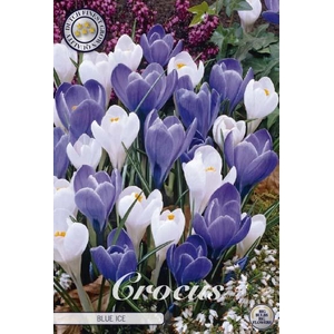 Crocus Vernus Blue Ice X10
