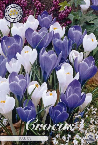 <h4>Crocus Vernus Blue Ice X10</h4>
