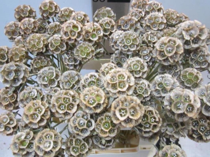 Scabiosa Zalm (gedroogd)