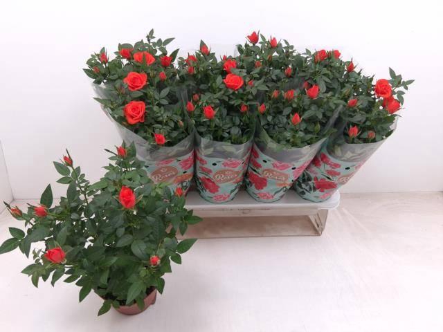 <h4>Ro Fav Ro Orange</h4>