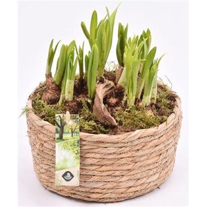 Narcis 21139 Touwmand Laag