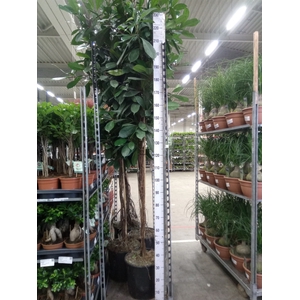 Ficus cyathistipula