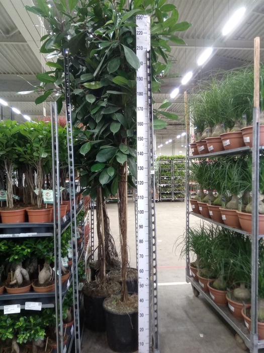 <h4>Ficus cyathistipula</h4>
