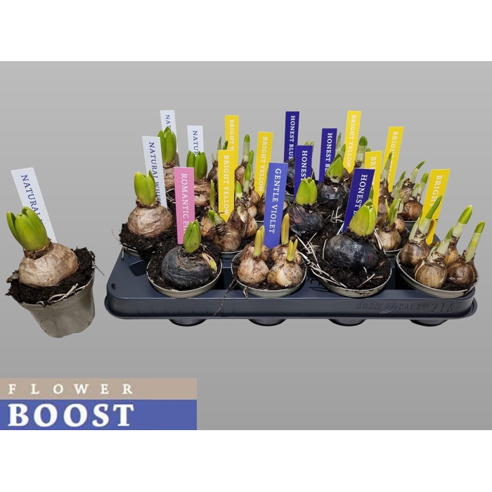 <h4>Bolbloemen Gem</h4>