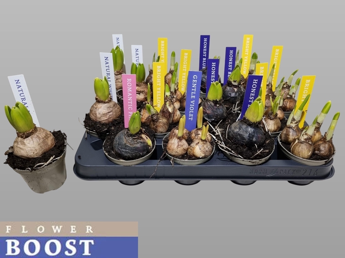 <h4>BOLBLOEMEN GEM</h4>