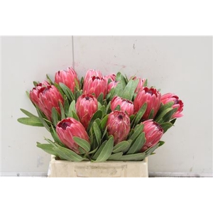 Protea Red Ice