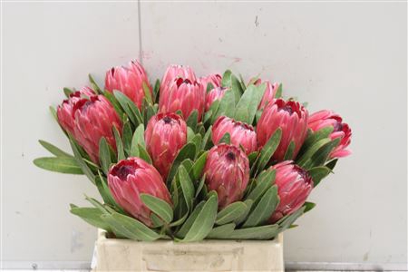 <h4>Protea Red Ice</h4>