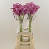 Calla Fantasia