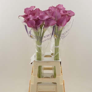 Calla Fantasia