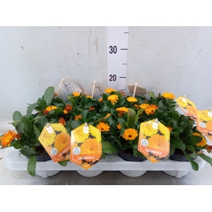Calendula offic.