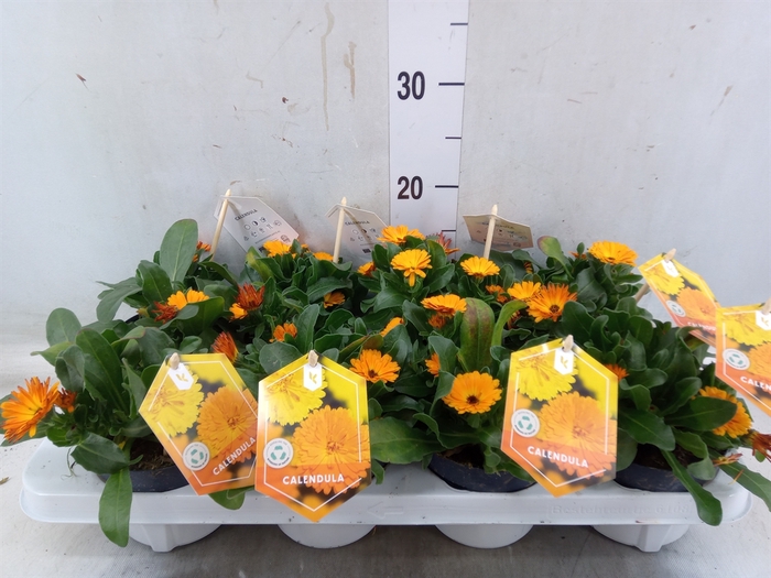 <h4>Calendula offic.</h4>