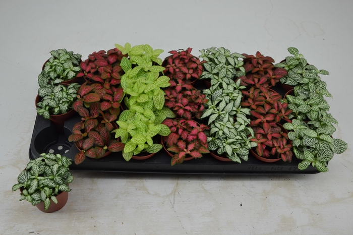 <h4>FITT GEM 7 KL</h4>