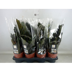 Zamioculcas zamiifolia 'Dowon'