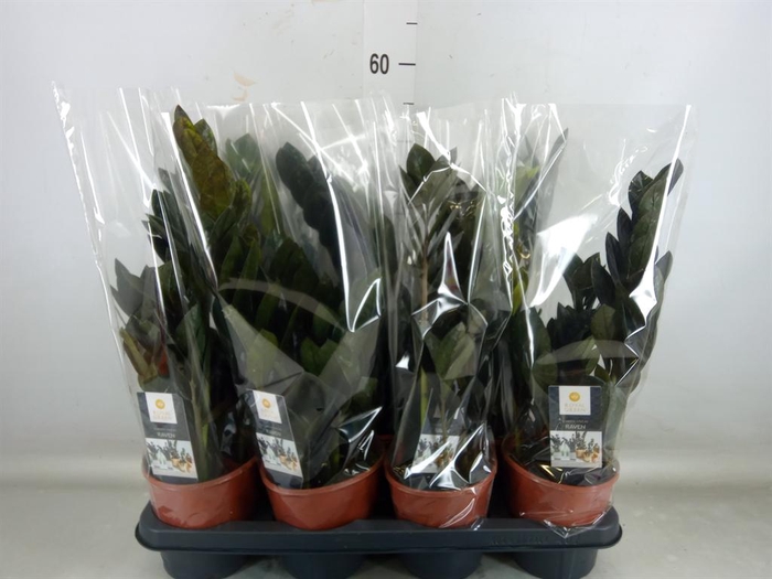 <h4>Zamioculcas zamiifolia 'Dowon'</h4>