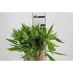 ALSTROEMERIA PRESTIGE 080 CM BRANCO