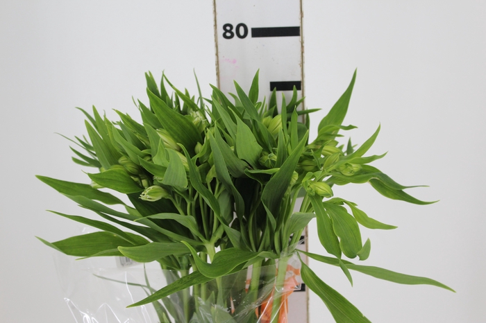<h4>ALSTROEMERIA PRESTIGE 080 CM BRANCO</h4>