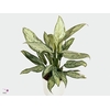 Green Agla 'Silver Queen' (Aglaonema)