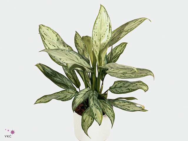 Green Agla 'Silver Queen' (Aglaonema)