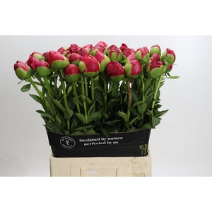 Paeonia Command Performance Xxl