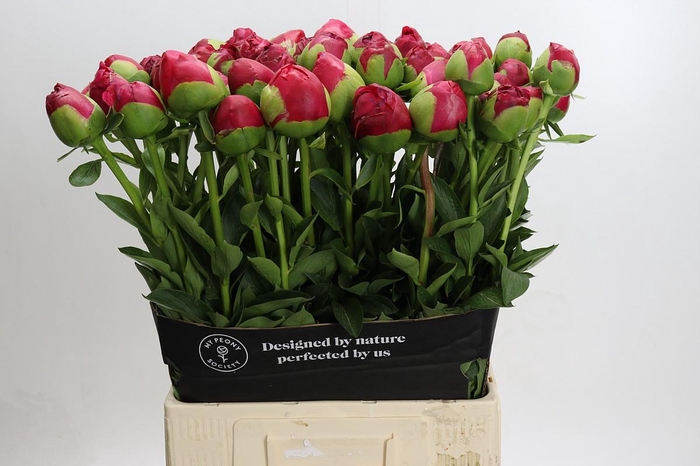 Paeonia Command Performance XXL