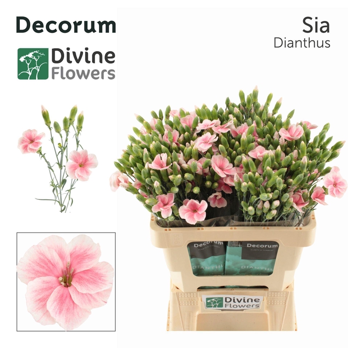 <h4>DIANTHUS TR 'SOLOMIO SIA'</h4>