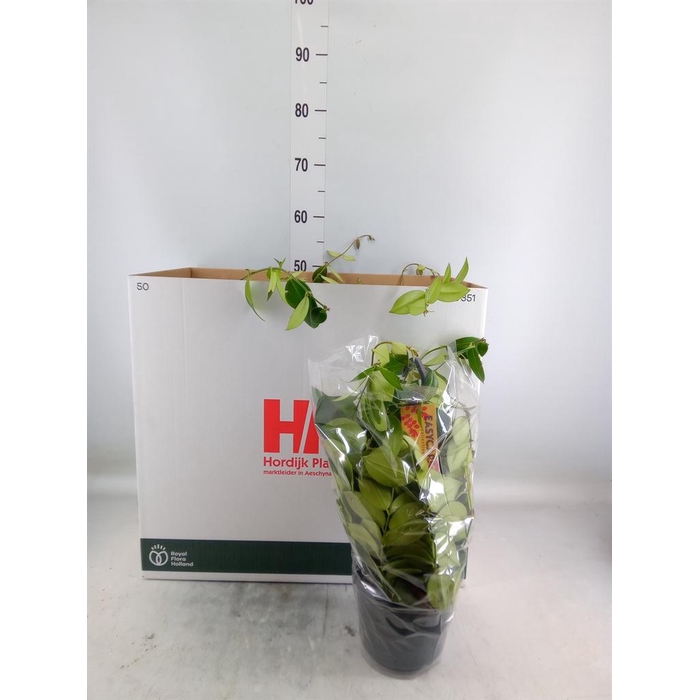 <h4>Aeschynanthus  'Mona Lisa'</h4>