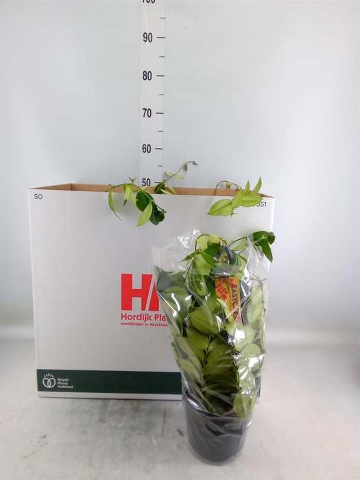 <h4>Aeschynanthus  'Mona Lisa'</h4>