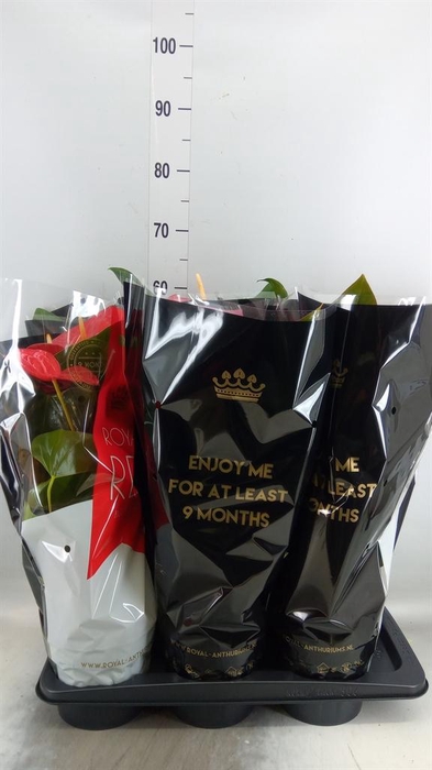<h4>Anthurium andr. 'Oklahoma'</h4>