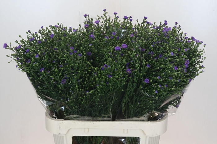 <h4>Aster Casamare</h4>