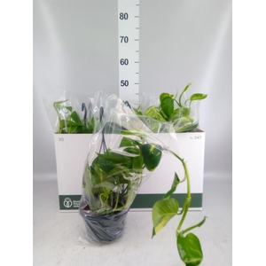 Epipremnum pinn.   HG