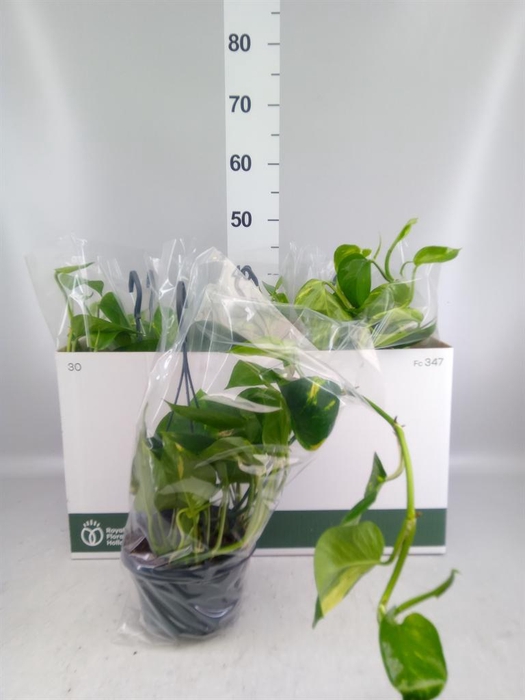 <h4>Epipremnum pinn.   HG</h4>