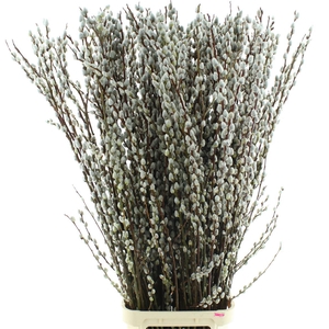 Salix Magical Silver
