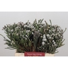 Kaaps Groen Silver Brunia