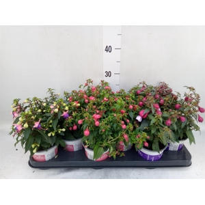 Fuchsia  'Bella Fuchsia'