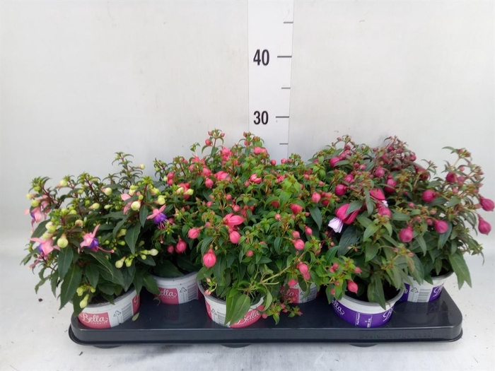 <h4>Fuchsia  'Bella Fuchsia'</h4>