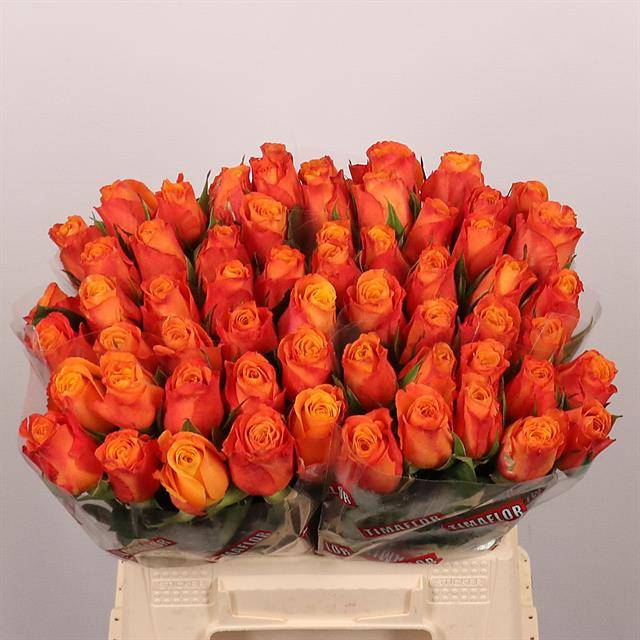 <h4>Rosa large confidential</h4>