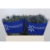 Eryngium Blue Dynamite