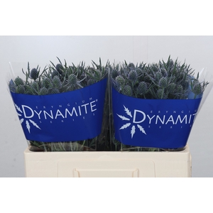 Eryngium Blue Dynamite