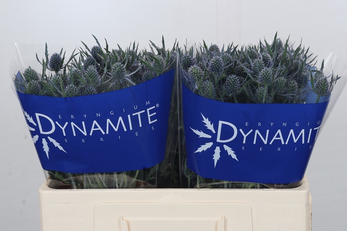 Eryngium Blue Dynamite