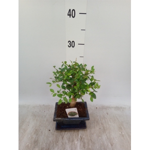 Bonsai   ...mix