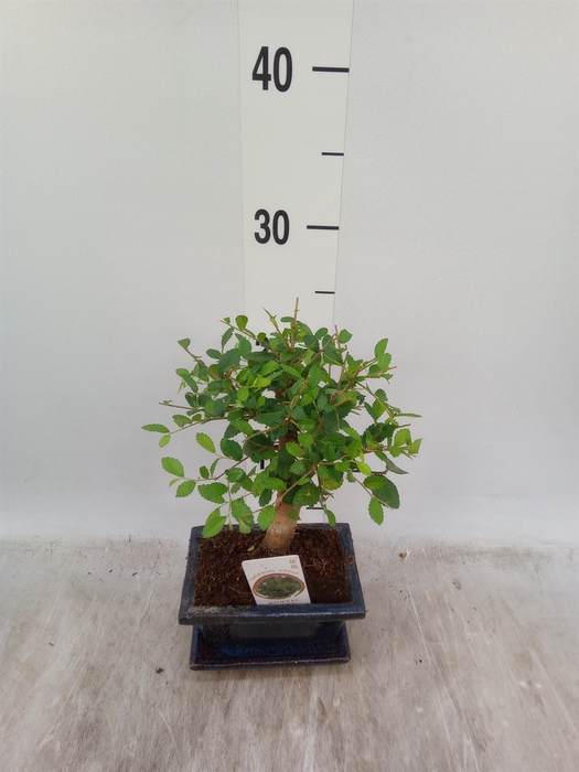 <h4>Bonsai   ...mix</h4>