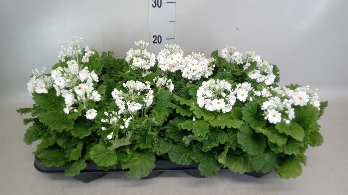 <h4>Primula malacoides</h4>