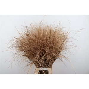 Siergras Panicum Kbh Antique Gold P Stem