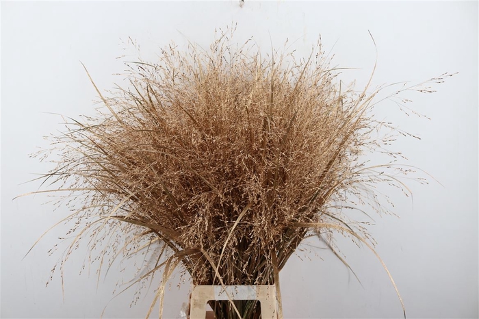 <h4>Siergras Panicum Kbh Antique Gold P Stem</h4>