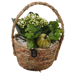 Arr.    Planten  L%