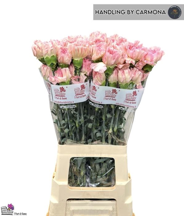 <h4>DI ST HAPPY TEA</h4>